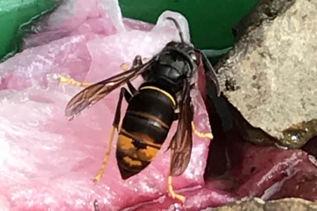 An Asian Hornet with its distinctive markings.
