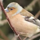 A wonderful offering from David Hodgkinson shows this chaffinch by the canal at Cossall.
