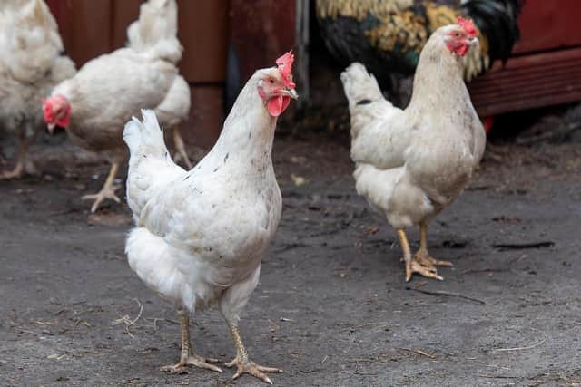 Thousands of chickens have been culled in Lincolnshire this year to stop the spread of bird flu, new figures reveal