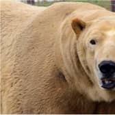 Yorkshire Wildlife Park is still open.
