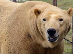 Yorkshire Wildlife Park is still open.