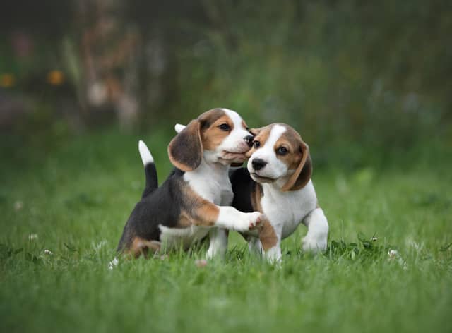 Simple measures can help to protect your garden from pet damage (photo: Adobe)