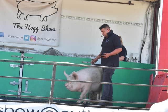 The Hog Show