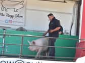 The Hog Show