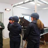 Jeremy Kemp Symonds scoping a horse with Strangles.