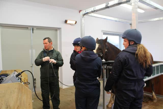 Jeremy Kemp Symonds scoping a horse with Strangles.