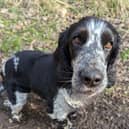 Jasper, former resident of the Spaniel Rescue Foundation, will be attending Saturday's event