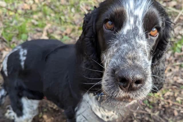 Jasper, former resident of the Spaniel Rescue Foundation, will be attending Saturday's event