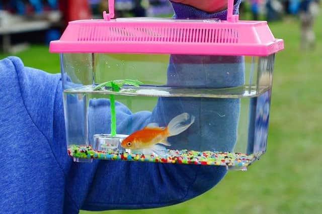 Some residents in Boston area calling for a ban on live goldfish 'prizes' at Boston May Fair. Image for illustration only.