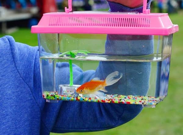 Some residents in Boston area calling for a ban on live goldfish 'prizes' at Boston May Fair. Image for illustration only.