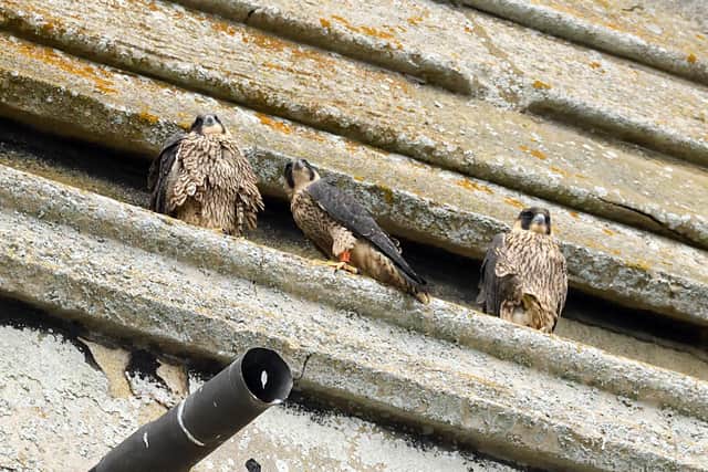 The class of 2025 -- three young peregrine falcons, who hatched from the nesting tray at St James's Church in May. (PHOTO BY: John Lusby/www.louthperegrines.org.uk)
