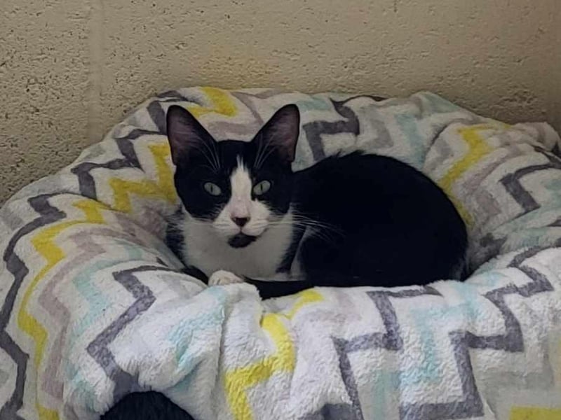 Narla gave birth to two beautiful kittens on her arrival at the Ark, and now the kittens have gone to their new homes, once Narla is spayed she too will be ready for her new forever home.