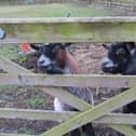 A charming shot from Eastwood's David Hodgkinson who spotted these two poking their heads through a gate.