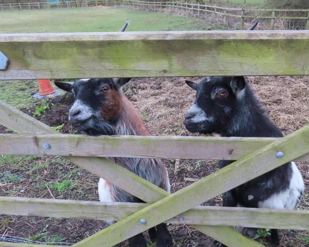 A charming shot from Eastwood's David Hodgkinson who spotted these two poking their heads through a gate.