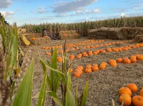 There are plenty of Halloween themed activities to enjoy this half term