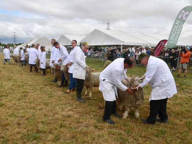 Lincoln Longwool judging