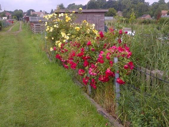 An open garden event is to be held at Boston's Willoughby Road Allotments.