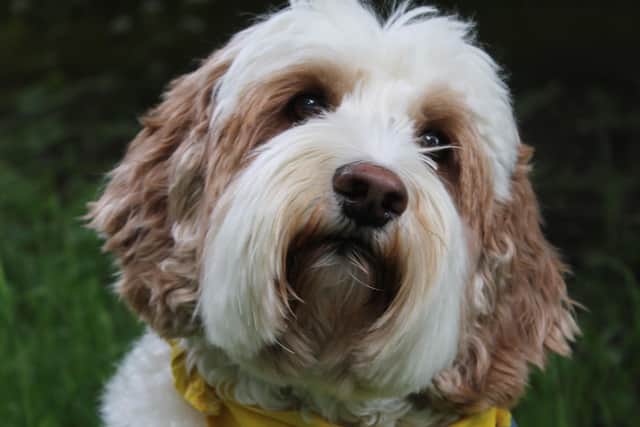 Therapy dog, Alfie, visits The Deepings School twice a week to spend time with students