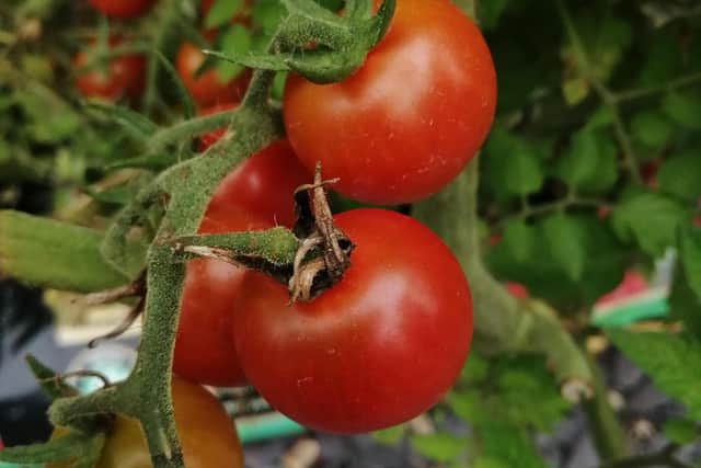 Horncastle in Bloom's advice on growing tomatoes.
