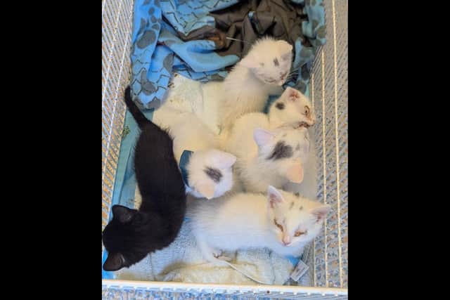 The photo of the rescued kittens released in August.