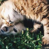 Pets photo by Krista Mangulsone on Unsplash