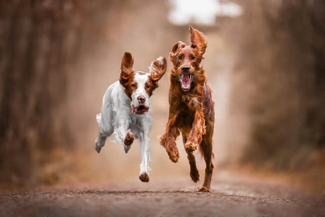 Red and white setter and irish setter by Kirsty Bevan©