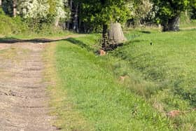 Police found two deer shot and left near Kirkby Underwood. Photo: Lincs police