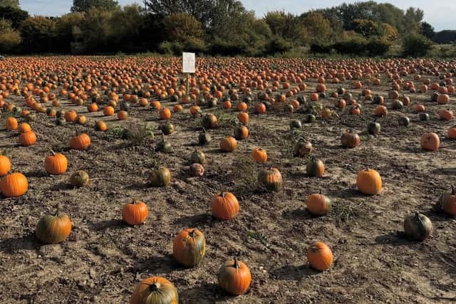 Bell's Pumpkin Patch is billed as ‘East of England’s largest and original pumpkin patch’.