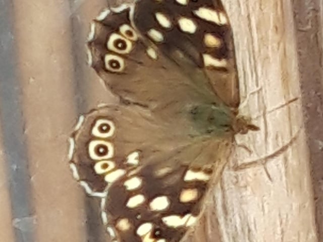 Diana Wood of Gateford spotted this speckled wood butterfly in her greenhouse and sent us this snap.