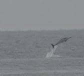 A still image of the dolphin leaping out of the water.