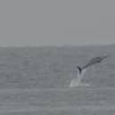 A still image of the dolphin leaping out of the water.