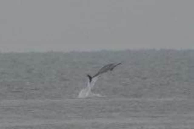 A still image of the dolphin leaping out of the water.