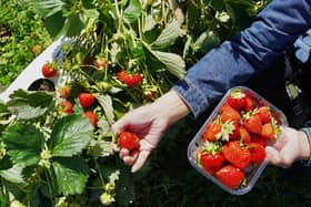 Galley Hill Farm at Alford has been named as a strawberry-picking hotspot. (PHOTO BY: Unsplash)