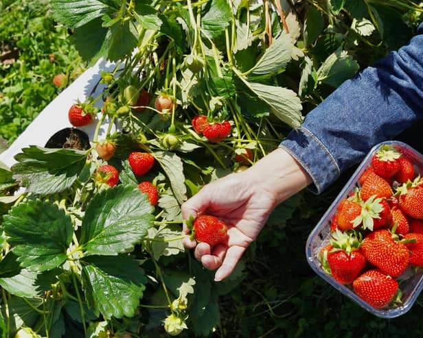 Galley Hill Farm at Alford has been named as a strawberry-picking hotspot. (PHOTO BY: Unsplash)