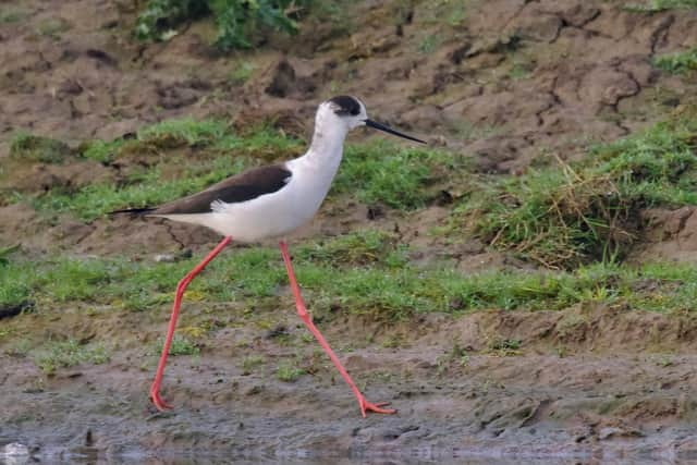 A leggy bird. The black-winged stilt. Photo: Chris Andrews