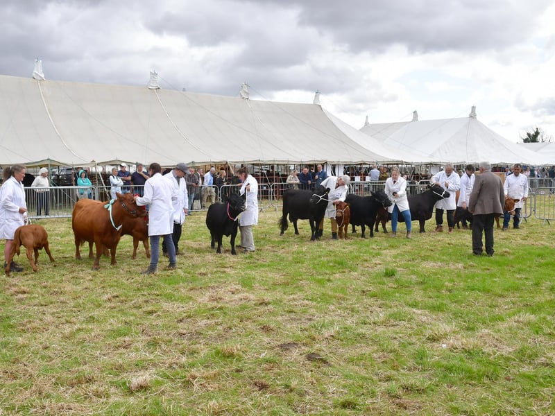 Livestock judging