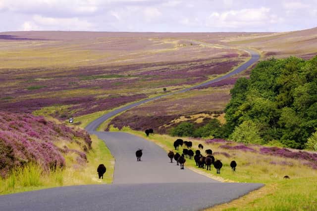 Enjoy the roads but beware the widlife on the North York Moors