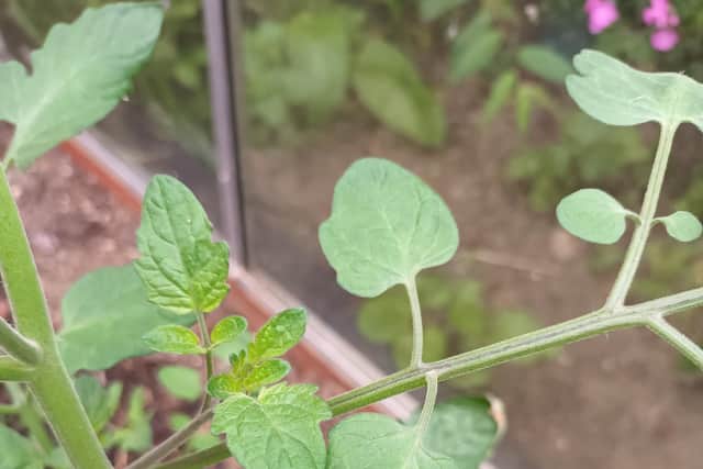 Pinching out tomatoes.