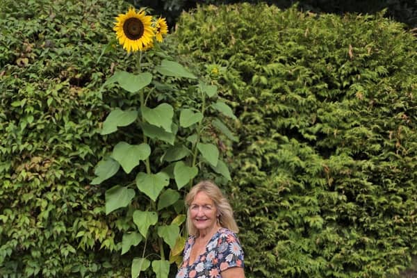 Jean Pepper. of Ruskington, and her 2.5 metre sunflower.