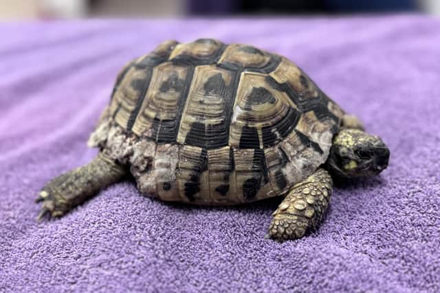 Tortoise Pee-Wee was found at a recycling centre in Sleaford.