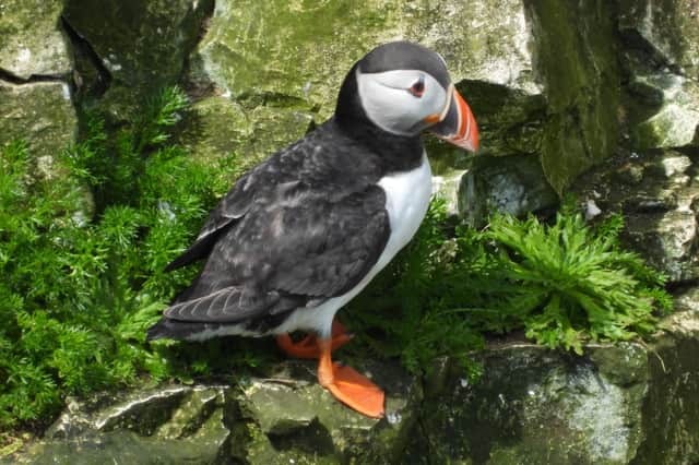 Ivan Dunstan captured this outstanding close-up of a puffin, taken at Bempton Cliffs during a recent trip there.