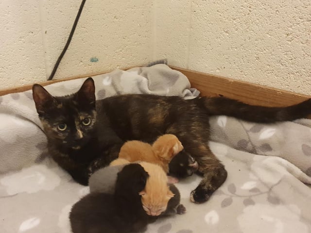 Coco and her kittens.