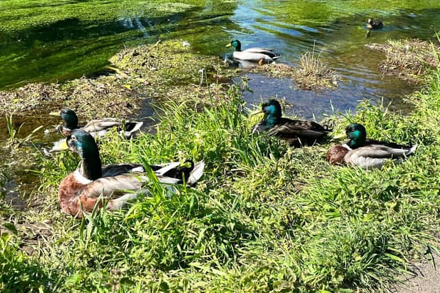 This big duck is getting people in a flap. Photo: Rachel Armitage