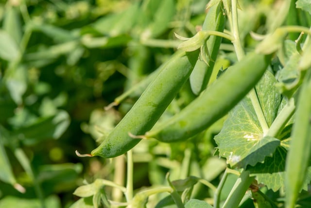 Two billion portions of peas are grown in Lincolnshire each year.