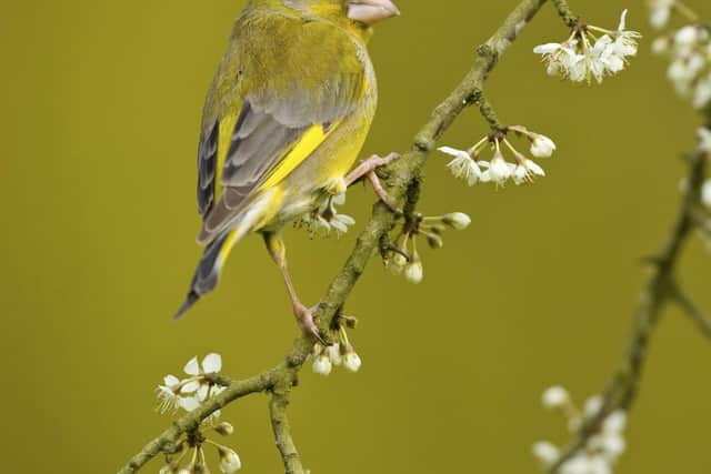 Greenfinches have declined by 65 per cent over the last decade. Photo: Ben Hall