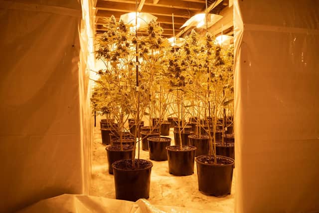 Some of the cannabis plants found at the site in Hubberts Bridge.