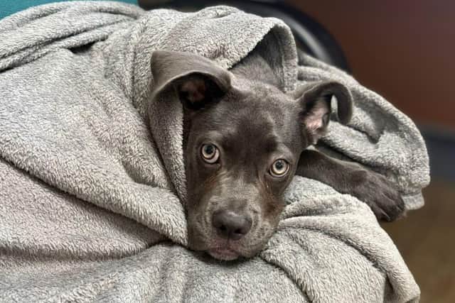 Bambi wrapped in a blanket at Jerry Green Dog Rescue
