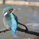 ​Ivan Dunstan has often provided us with superb photos of kingfishers and here’s his latest one, snapped by the River Erewash.