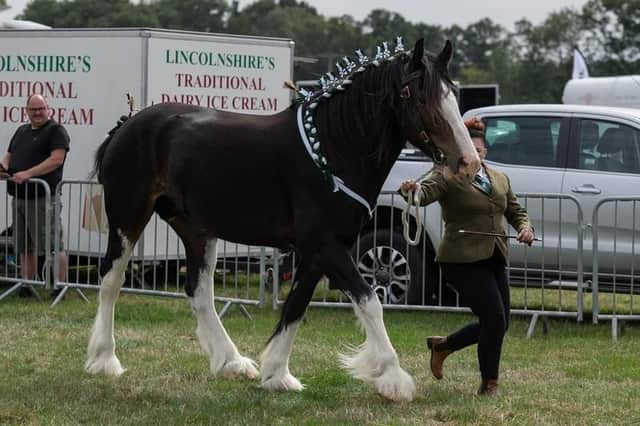Bomber with Eve at the National Shire Horse Show at Newark Showground.