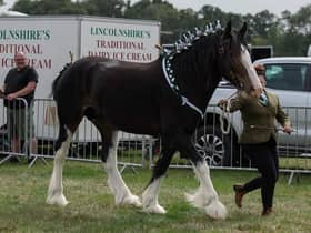 Bomber with Eve at the National Shire Horse Show at Newark Showground.